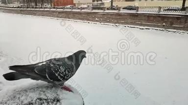<strong>鸽子</strong>从圣彼得堡的雪堤上<strong>起飞</strong>。 雪花正在落下。 慢速视频